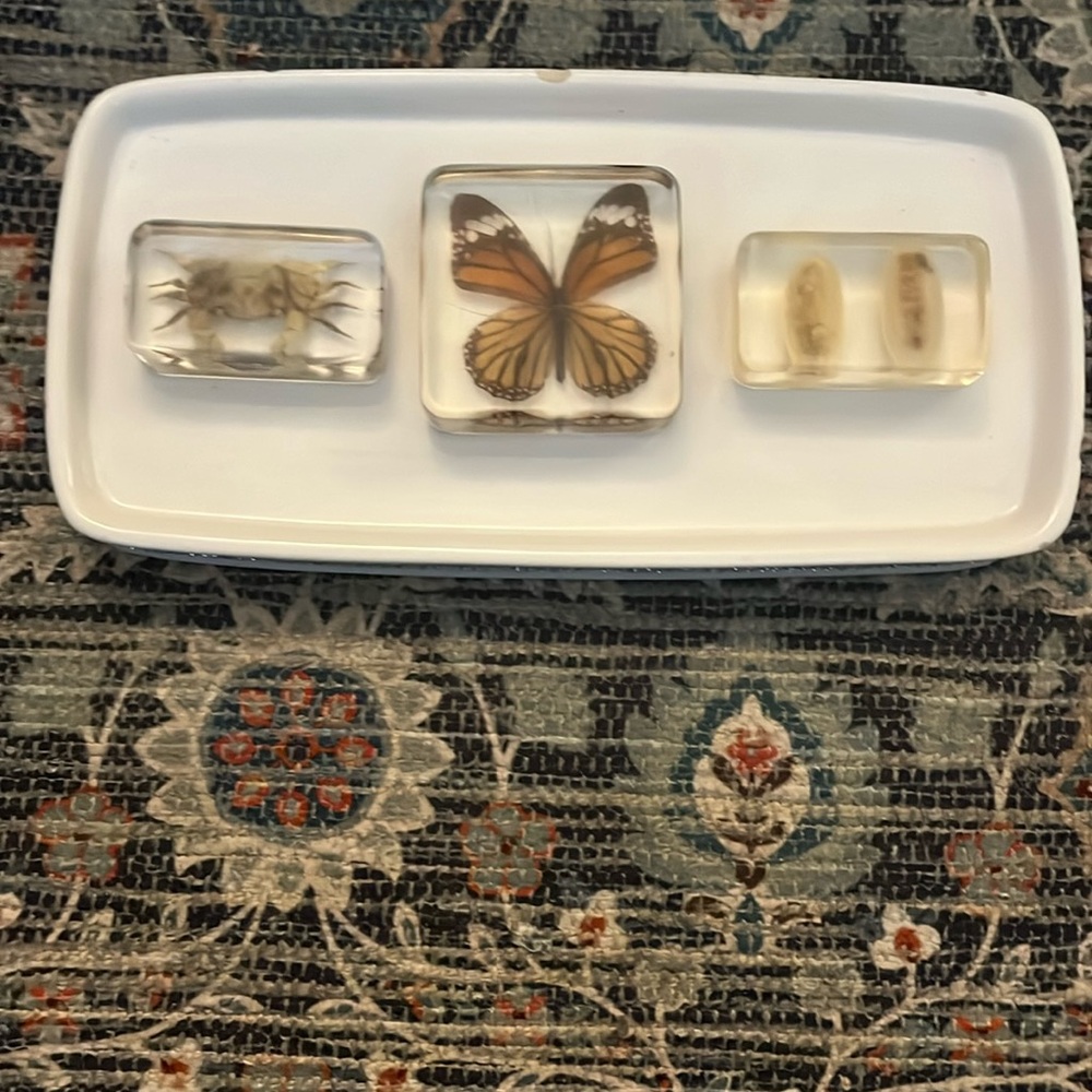 Lucite containing  Butterfly, Crab and Larvae
